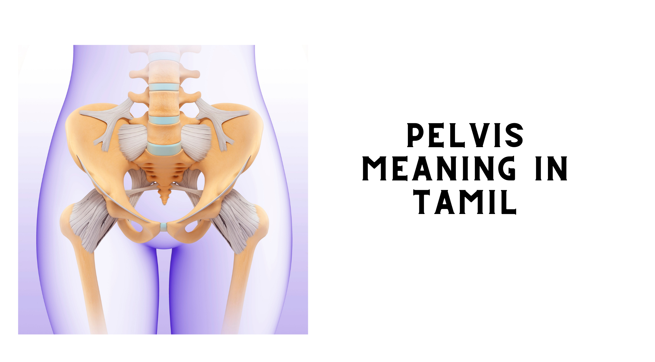 Pelvis Meaning in Tamil